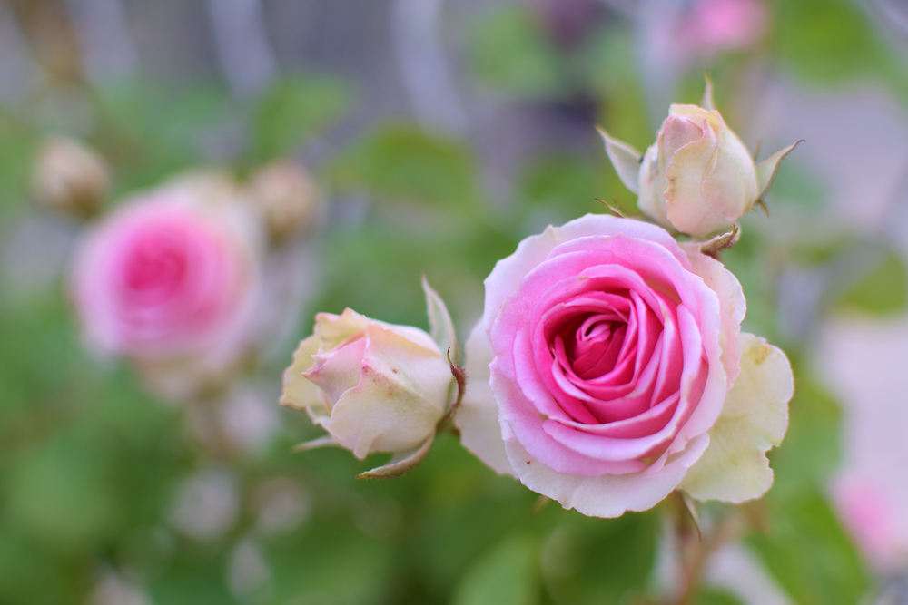 f:id:rise_more:20160528001432j:plain