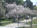 c62c9684.jpg