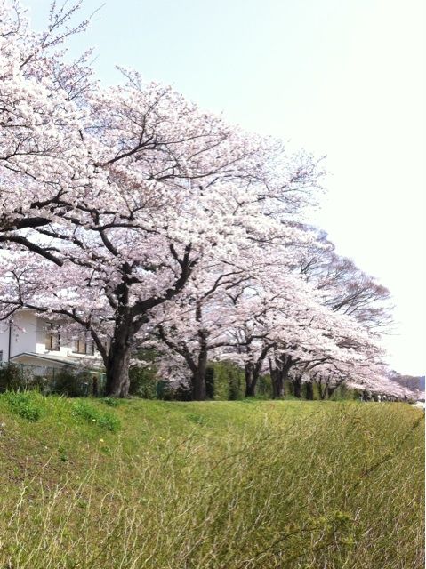 2011SAkURA1