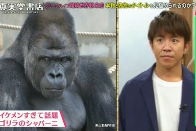 イケメンすぎるゴリラwith村上信五の顔がヤバくないか 関ジャニ クロニクル ジャニ Com じゃにこむ イケメンすぎるゴリラwith村上信五の顔がヤバくないか 関ジャニ クロニクル ジャニ Com じゃにこむ