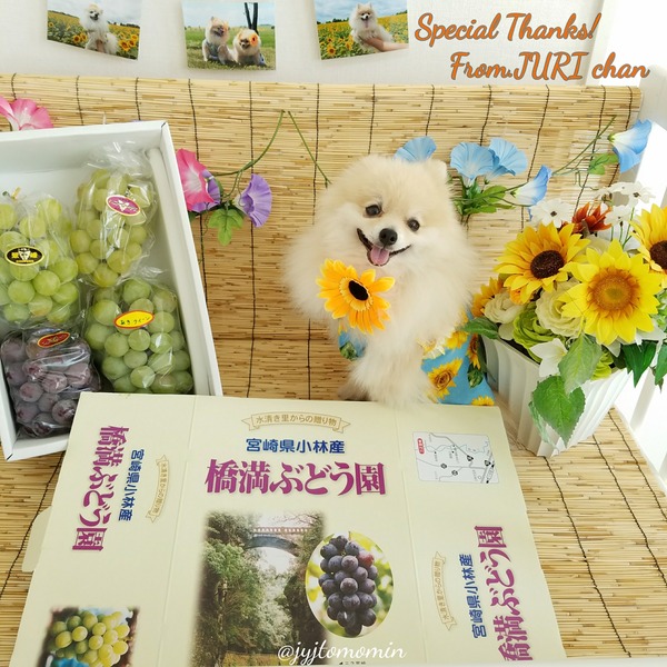 [画像:3541bfba-s.jpg]