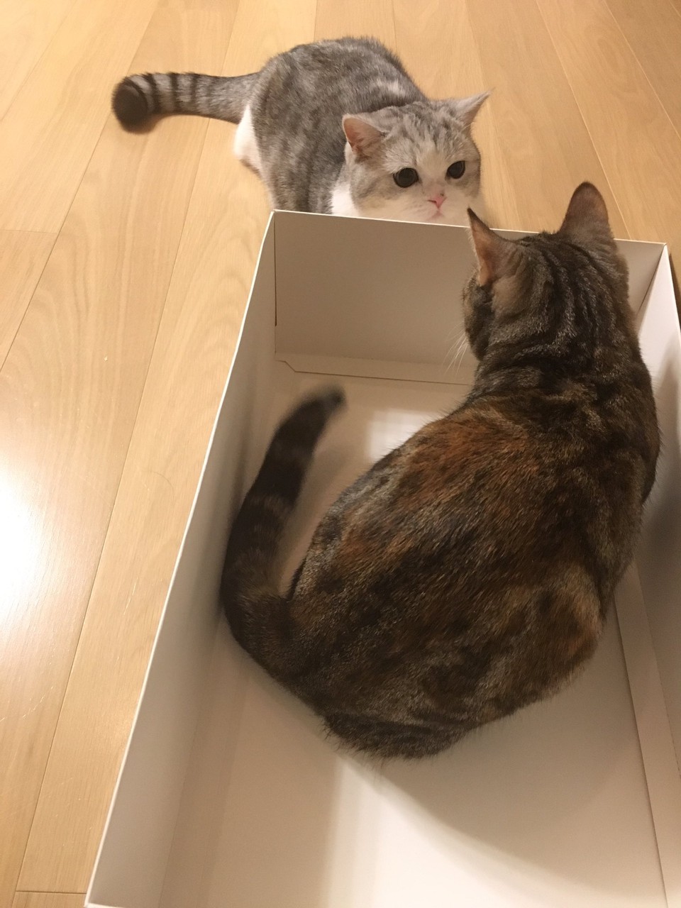 マンチカン太郎 ミヌエット五郎 箱へのあこがれ 箱を取り合うかんごろう 猫スレ反応まとめ Hkt48まとめ いもまと いえーいよっぴ見てるー マンチカン太郎 ミヌエット五郎 箱へのあこがれ 箱を取り合うかんごろう 猫スレ反応まとめ Hkt48まとめ いもまと いえーいよっぴ見てるー