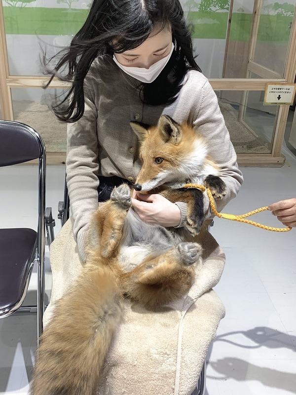 なっぴ、北キツネを抱っこする