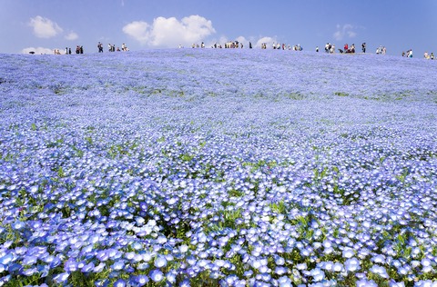 1920px-Hitachi_Seaside_Park_2018