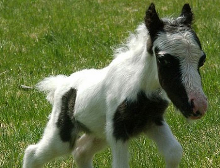 マキバオーにそっくりな馬 面白画像 女教師