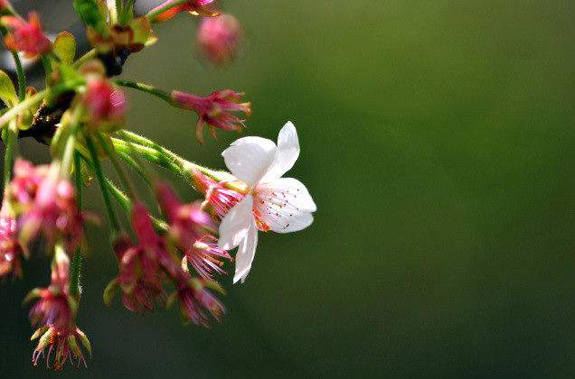 1sakura