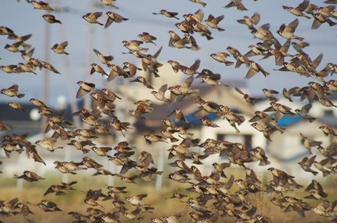 6e759a821aba5d81a3f3b023146b6caf_s