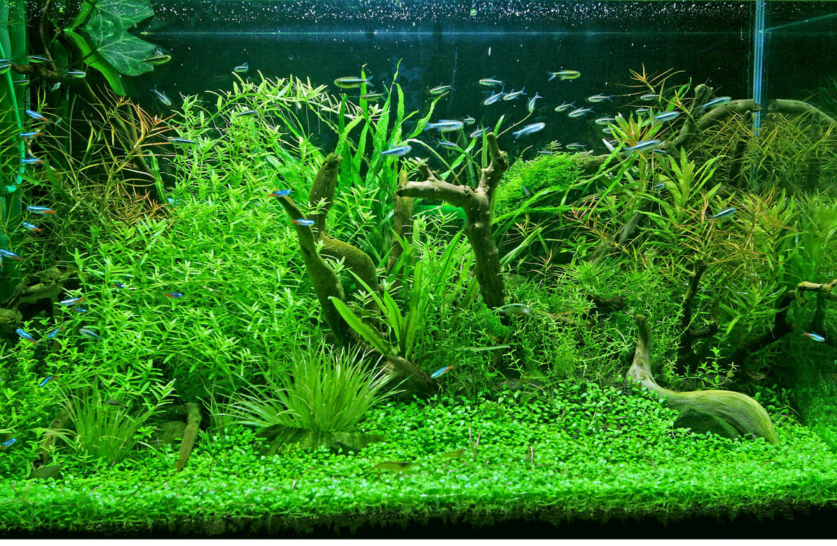 主人が魚を飼ってたんだけど食卓に水槽置いていて臭くて仕方なかった どうしようか思いついたのが 女性様 鬼女 生活2chまとめブログ