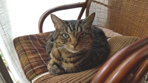 20210307_132157183_kindlephoto-252221214