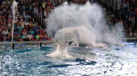 水族館③
