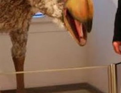 【衝撃画像】紀元前に人間が滅ぼした鳥、ガチで強そう！！！