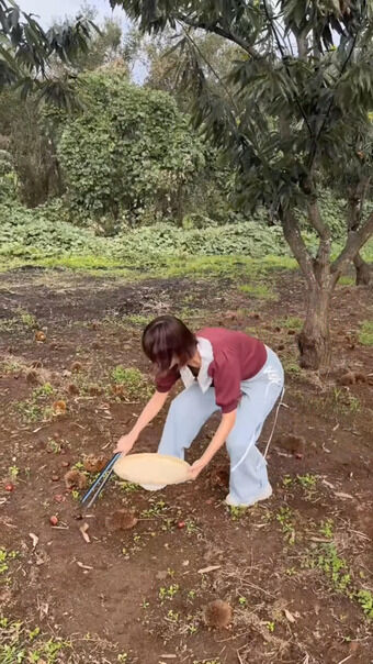 【画像】今井春花キャスター 栗ひろいをして胸チラ、ブラチラハプニング！！