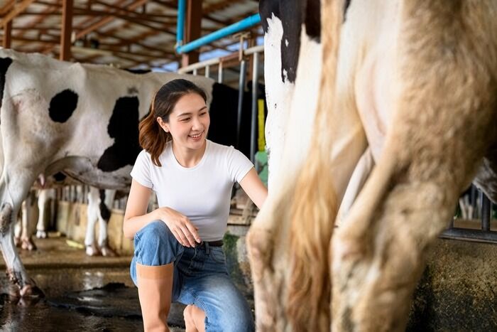 【動画】牛の乳絞りしてる女子さん、自分の方がホルスタインだったｗｗｗｗｗｗｗ