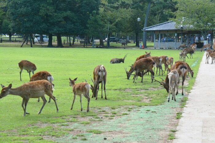 【動画】奈良公園で鹿を見つめる女子さん、無防備パ○チラｗｗｗｗｗｗｗ