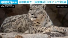 ワクチン未接種のユキヒョウがコロナ感染 米動物園