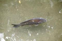 美味しそうな鯉が泳いでいるのに「日本人は誰も捕って食わないのが不思議！」＝中国