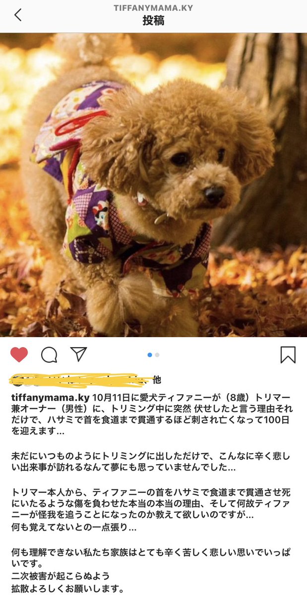 提訴 ペットサロンでトリミング中にはさみで喉を切られ愛犬死亡 情報アラカルト 提訴 ペットサロンでトリミング中にはさみで喉を切られ愛犬死亡 情報アラカルト