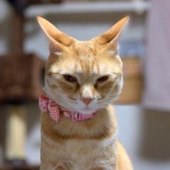 愛猫はどんな時に「イカ耳」になる?猫が「イカ耳」する理由