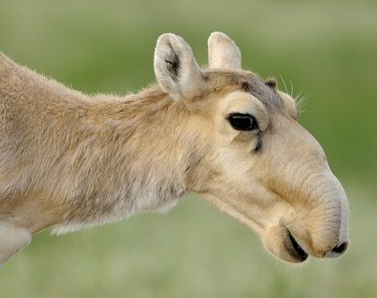 絶滅の危機から奇跡の復活!珍獣サイガの数が190万頭に : こちら情報天国110番