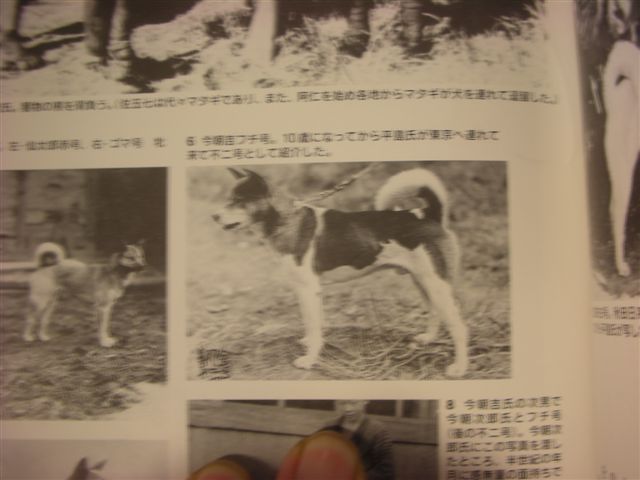 黒毛 白毛の班 ブチ の考査 モーターサイクルライフ 358 旧 日本犬小型研究所 藤渕犬舎