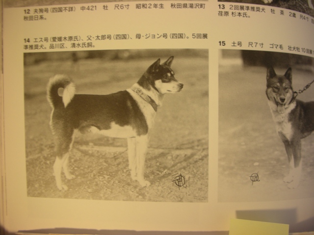 黒毛 白毛の班 ブチ の考査 モーターサイクルライフ 358 旧 日本犬小型研究所 藤渕犬舎 黒毛 白毛の班 ブチ の考査 モーターサイクルライフ 358 旧 日本犬小型研究所 藤渕犬舎