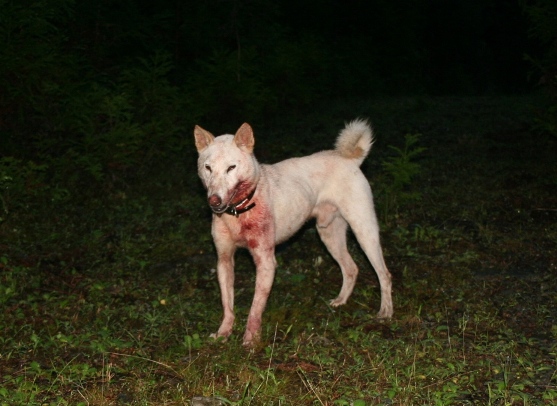 作出にあたって モーターサイクルライフ 358 旧 日本犬小型研究所 藤渕犬舎