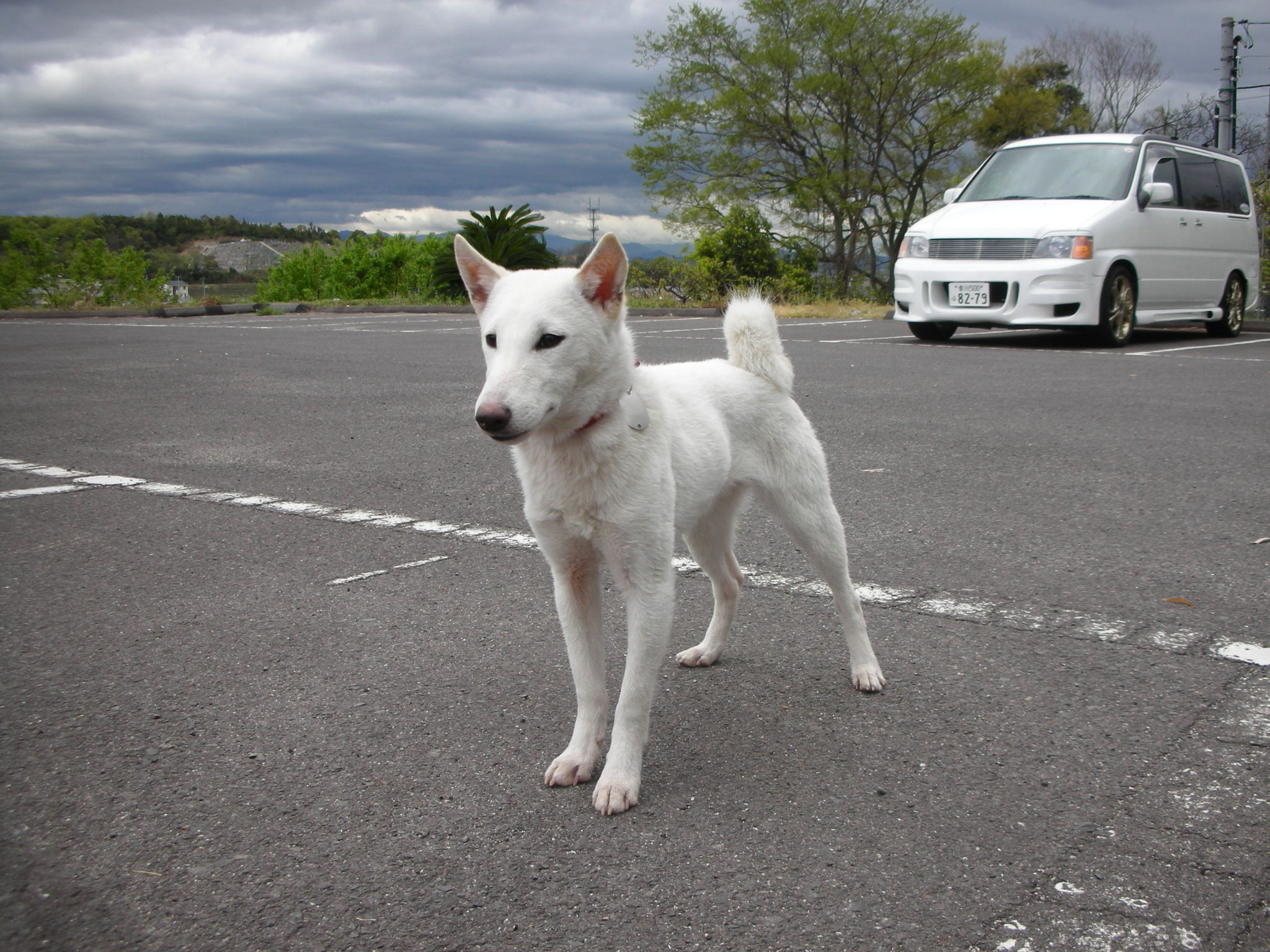 日本犬小型犬の系統は モーターサイクルライフ 358 旧 日本犬小型研究所 藤渕犬舎 日本犬小型犬の系統は モーターサイクルライフ 358 旧 日本犬小型研究所 藤渕犬舎
