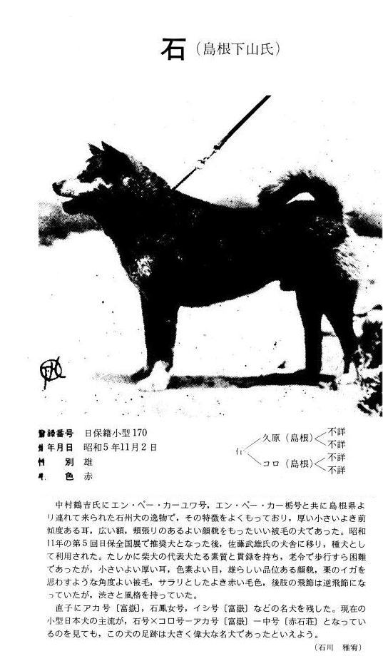 この二頭から始まった モーターサイクルライフ 358 旧 日本犬小型研究所 藤渕犬舎