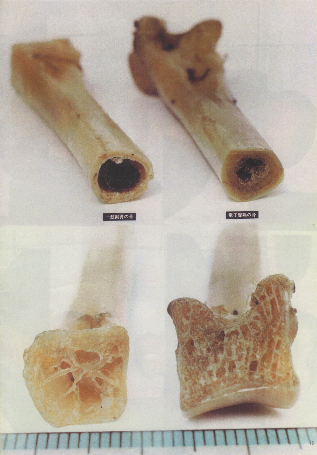 発生からの電子技法 モーターサイクルライフ 358 旧 日本犬小型研究所 藤渕犬舎