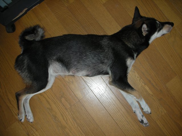 犬との関わり合い 交配 妊娠期 モーターサイクルライフ 358 旧 日本犬小型研究所 藤渕犬舎