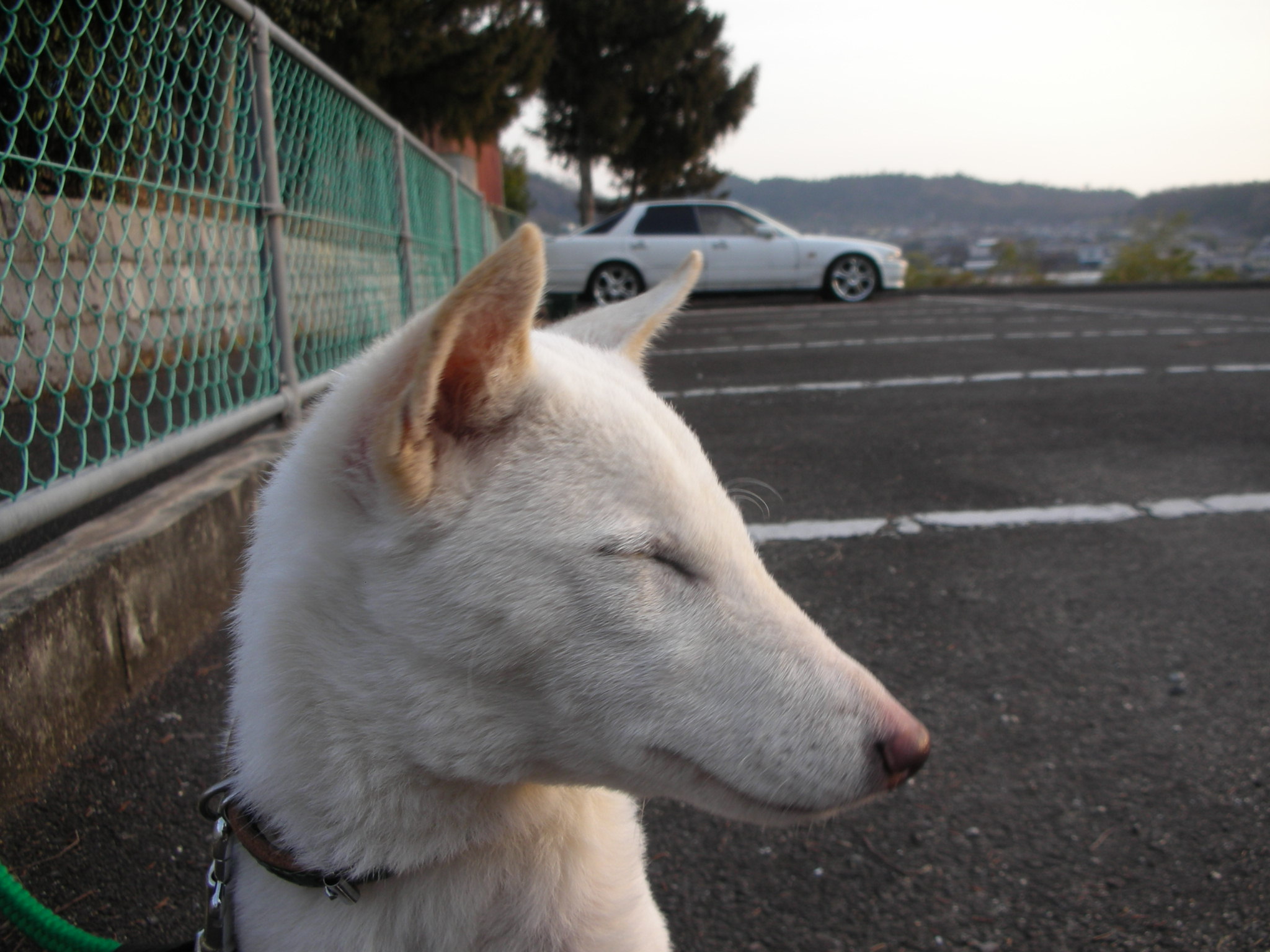 日本犬小型犬の系統は モーターサイクルライフ 358 旧 日本犬小型研究所 藤渕犬舎 日本犬小型犬の系統は モーターサイクルライフ 358 旧 日本犬小型研究所 藤渕犬舎