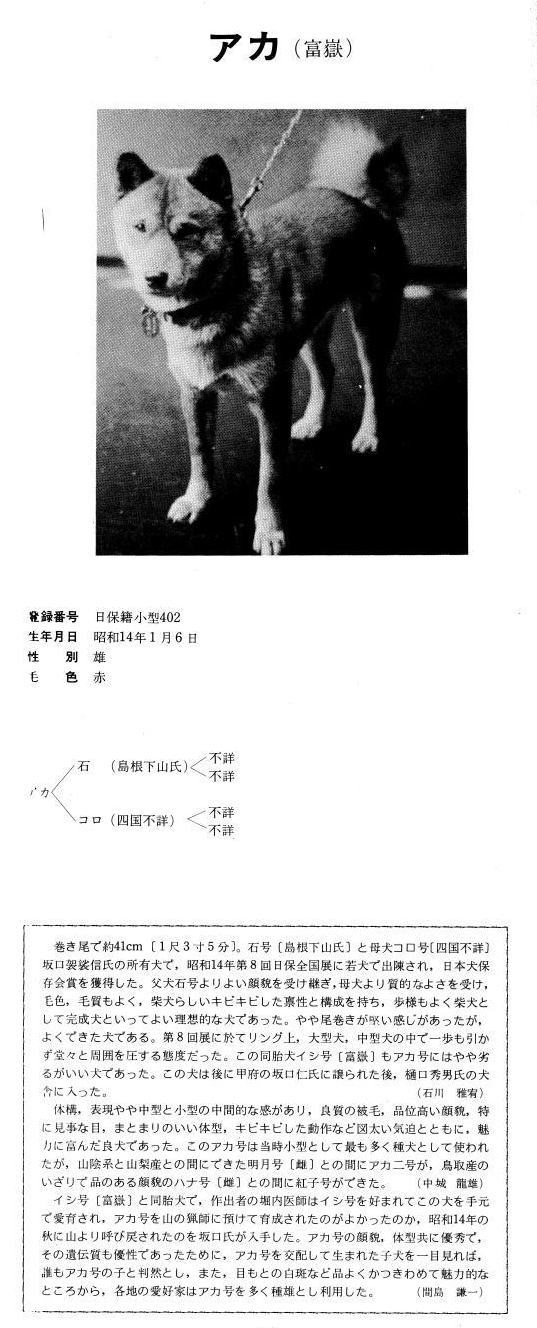 この二頭から始まった モーターサイクルライフ 358 旧 日本犬小型研究所 藤渕犬舎