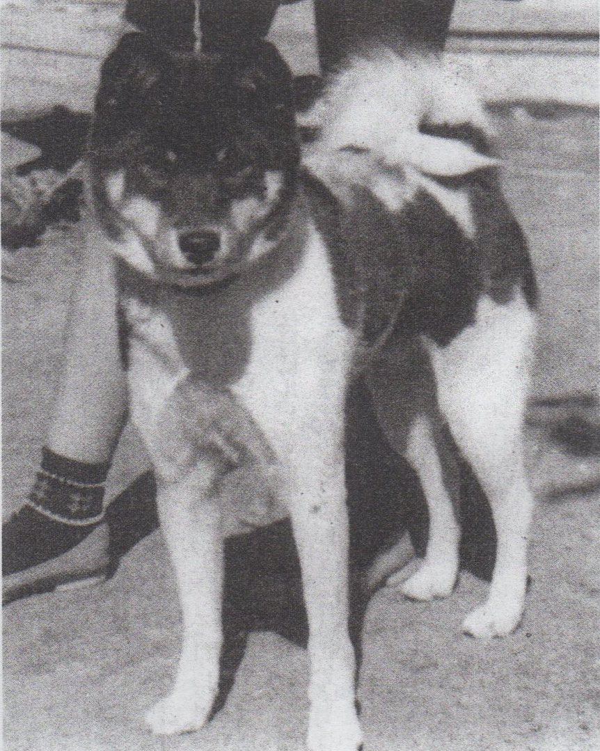 班毛と斑毛の境界線 モーターサイクルライフ 358 旧 日本犬小型研究所 藤渕犬舎 班毛と斑毛の境界線 モーターサイクルライフ 358 旧 日本犬小型研究所 藤渕犬舎