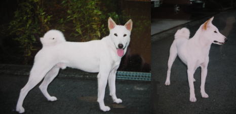 モーターサイクルライフ 358 / 旧 日本犬小型研究所 藤渕犬舎
縄文柴犬・白毛
コメントトラックバック jyoumon123
