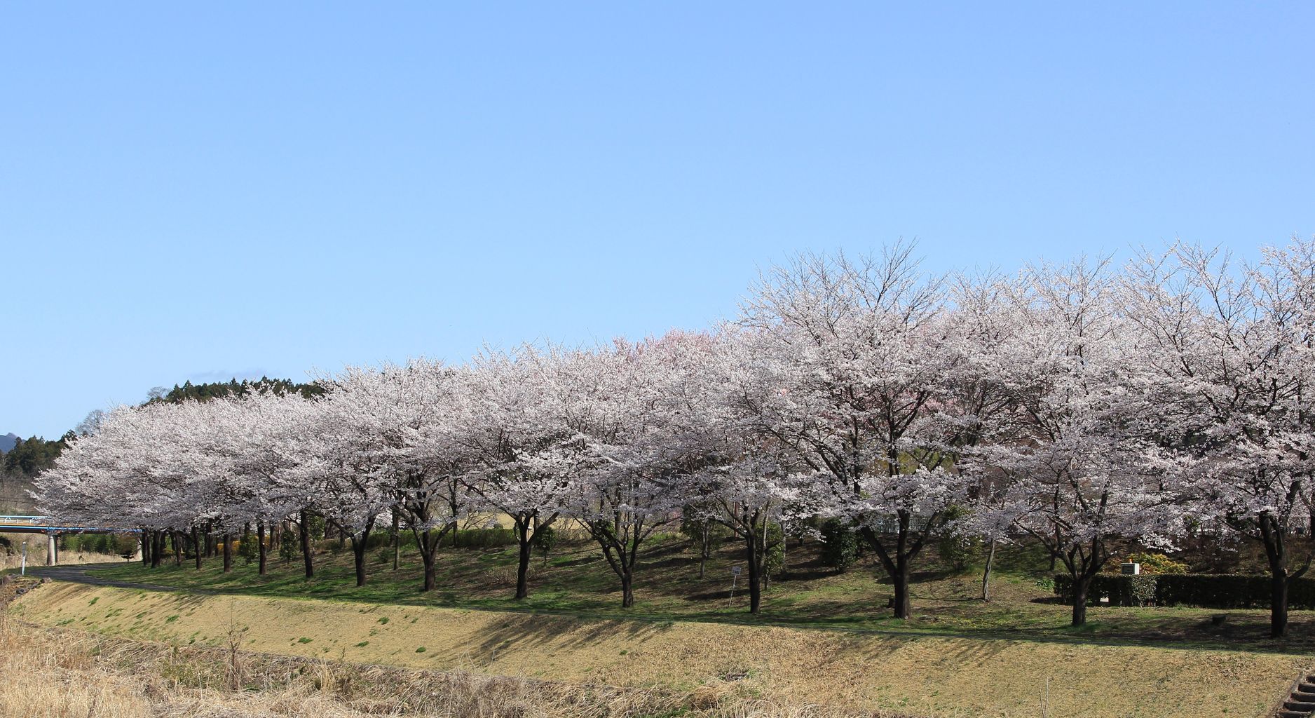 箕郷ふれあい公園 ４月４日撮影 群馬絵日記