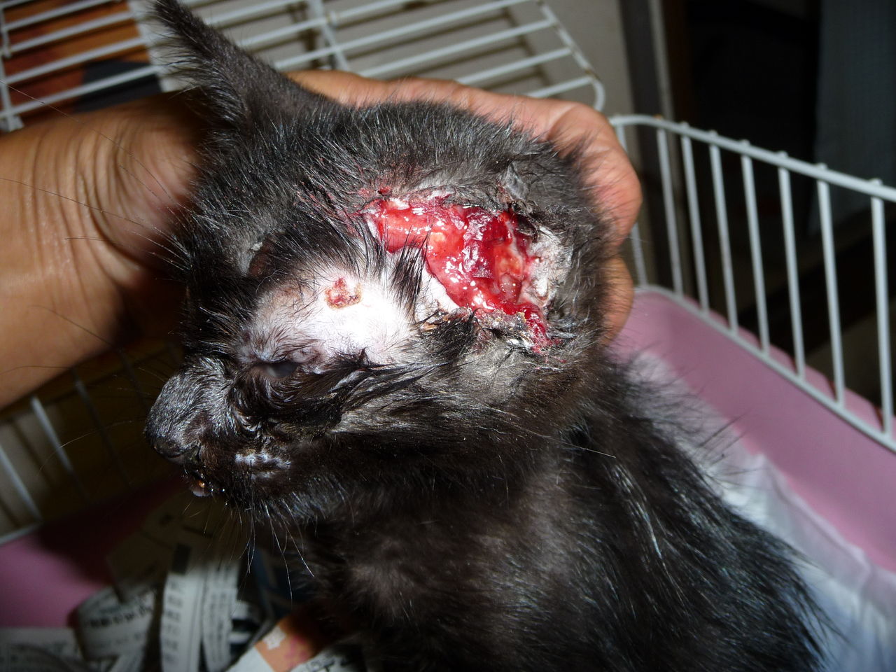 譲渡センター Npoみなしご救援隊 犬猫譲渡センター 譲渡センター Npoみなしご救援隊 犬猫譲渡センター