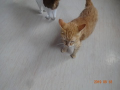 DSC06063