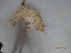 DSC06066
