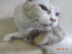 DSC06081