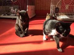 E74D292F-9502-4516-897F-9FE3A63D2CFA