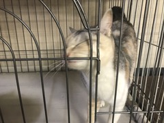 EEDECCAD-26F2-4AC4-AC27-520E47454A82