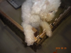 DSC06090