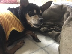 24C6C3E8-04C8-4A25-9310-147D7C5EBE49