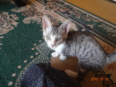 DSC06240