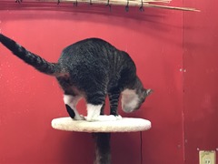 2CE4DE2B-9FC0-4231-AD09-A96AEDA73064