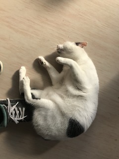 E48233EA-A8A6-41B5-9BB0-F2FAF15ED058