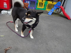 DSC08137