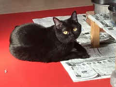 1A4B0641-4DDB-42D1-AFE7-8FBA1990DC5C