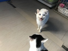 39774C03-8C24-4C40-BE79-DD0663E1EDB1