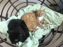 1D03AD21-6F65-44CB-9318-A00008FFF36B